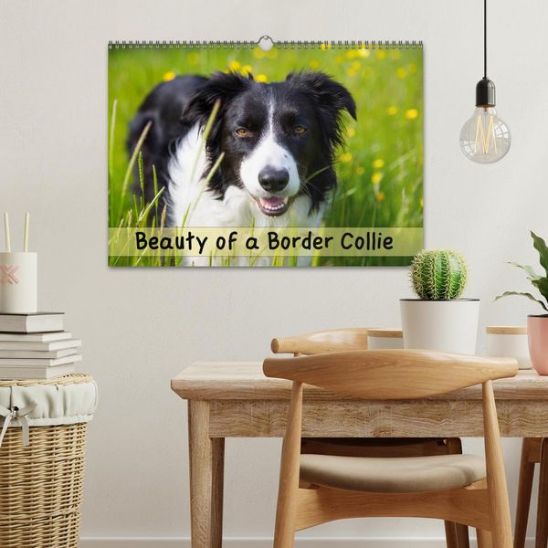 Produktbild: Beauty of a Border Collie (Wall Calendar 2026 DIN A3 landscape), CALVENDO 12 Month Wall Calendar