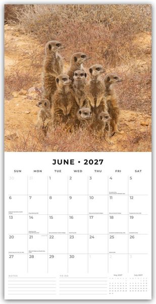 Produktbild: Meerkats &ndash; Erdm&auml;nnchen 2027 &ndash; 16-Monatskalender