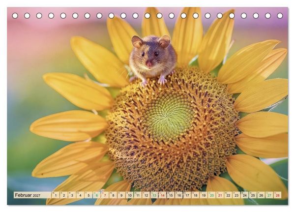 Produktbild: Niedliche Feldm&auml;use in Pastellfarben (Tischkalender 2027 DIN A5 quer), CALVENDO Monatskalender