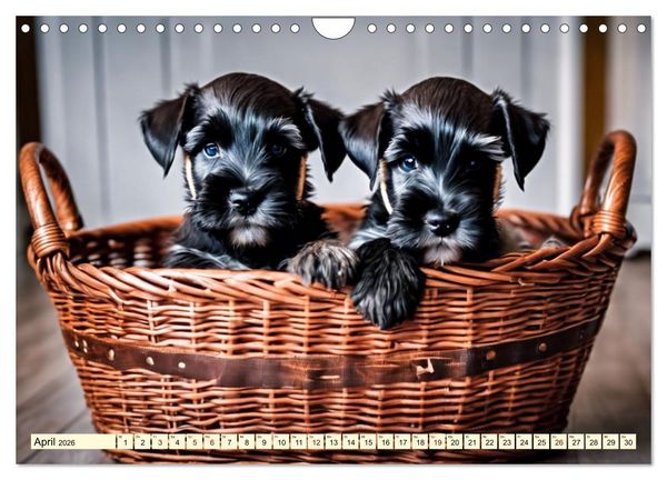 Produktbild: Schnauzer - vielseitige Allrounder (Wandkalender 2026 DIN A4 quer), CALVENDO Monatskalender