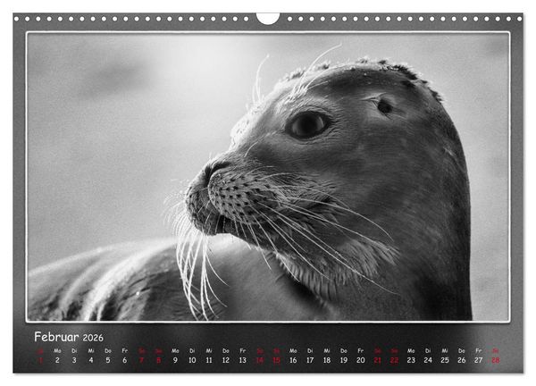 Produktbild: Tieren ins Gesicht geschaut (Wandkalender 2026 DIN A3 quer), CALVENDO Monatskalender