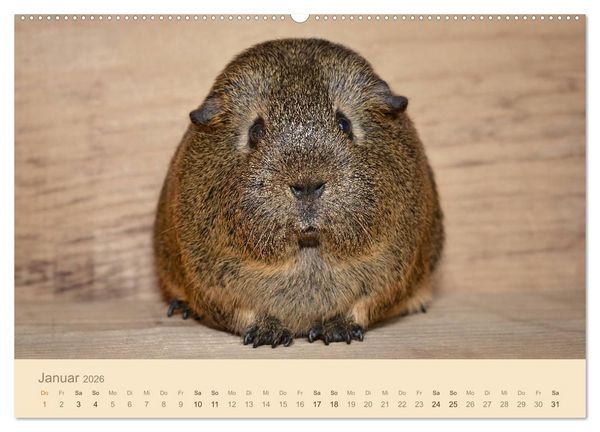 Produktbild: Meerschweinchen Portraits (hochwertiger Premium Wandkalender 2026 DIN A2 quer), Kunstdruck in Hochglanz