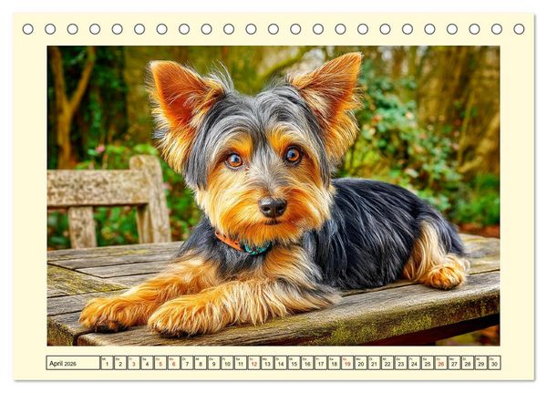 Produktbild: Yorkshire Terrier. Entz&uuml;ckende Minis mit Charme und Witz (Tischkalender 2026 DIN A5 quer), CALVENDO Monatskalender