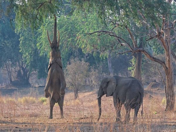 Produktbild: CALVENDO Puzzle Mana pools Nationalpark | 1000 Teile Lege-Gr&ouml;&szlig;e 64x48cm Foto-Puzzle f&uuml;r gl&uuml;ckliche Stunden