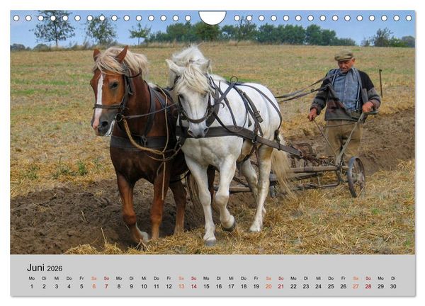Produktbild: Joachimsthal am Rand der Schorfheide (Wandkalender 2026 DIN A4 quer), CALVENDO Monatskalender