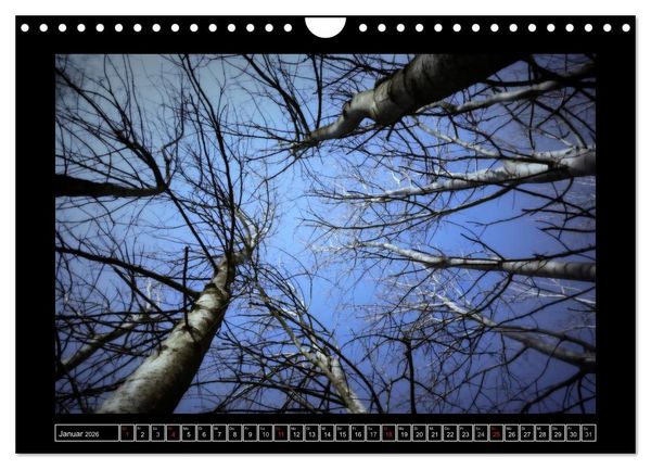Produktbild: Der Reichswald bei Kleve (Wandkalender 2026 DIN A4 quer), CALVENDO Monatskalender