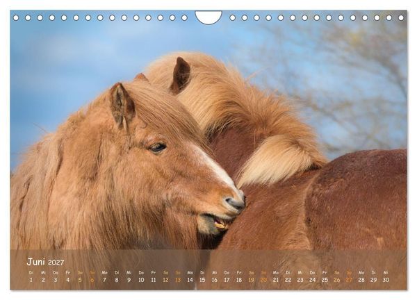 Produktbild: Verspielte Islandpferde Kopf an Kopf (Wandkalender 2027 DIN A4 quer), CALVENDO Monatskalender