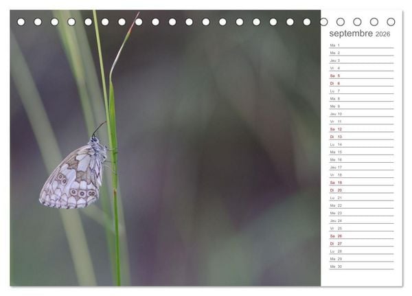 Produktbild: Dans le jardin des papillons (Calendrier de bureau 2026 DIN A5 vertical), CALVENDO calendrier mensuel