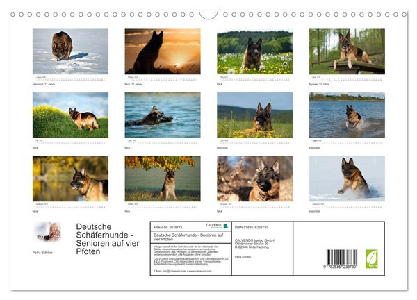 Produktbild: Deutsche Sch&auml;ferhunde - Senioren auf vier Pfoten (Wandkalender 2026 DIN A3 quer), CALVENDO Monatskalender