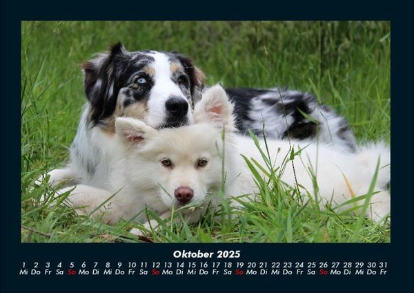 Produktbild: Hunde Kalender 2025 Fotokalender DIN A4