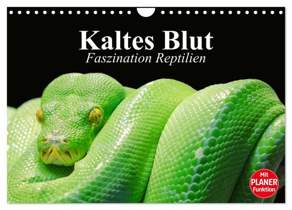 Produktbild: Kaltes Blut. Faszination Reptilien (Wandkalender 2026 DIN A4 quer), CALVENDO Monatskalender