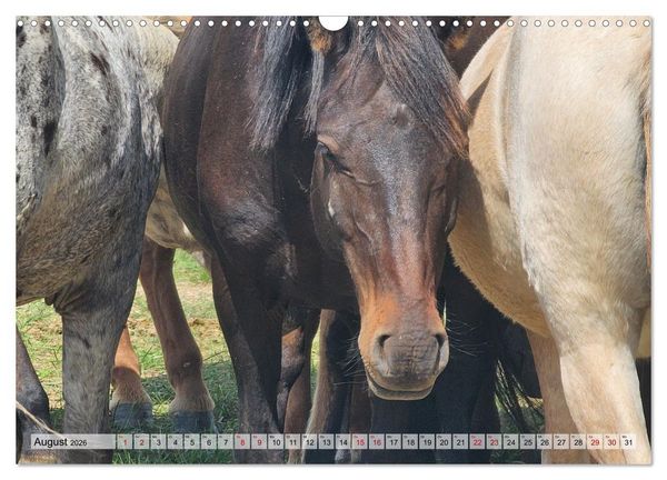 Produktbild: Nord-Gobi (Wandkalender 2026 DIN A3 quer), CALVENDO Monatskalender