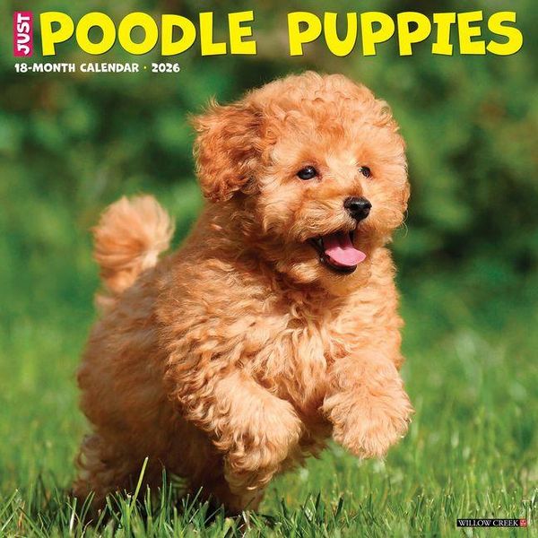 Produktbild: Poodle Puppies 2026 12 X 12 Wall Calendar