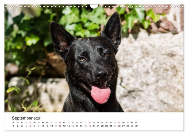 Produktbild: ausdrucksvolle Holl&auml;ndische Sch&auml;ferhunde (Wandkalender 2027 DIN A3 quer), CALVENDO Monatskalender