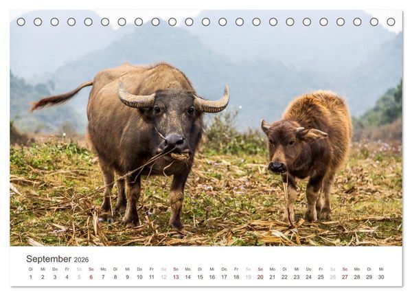 Produktbild: S&Uuml;DOSTASIEN (Tischkalender 2026 DIN A5 quer), CALVENDO Monatskalender