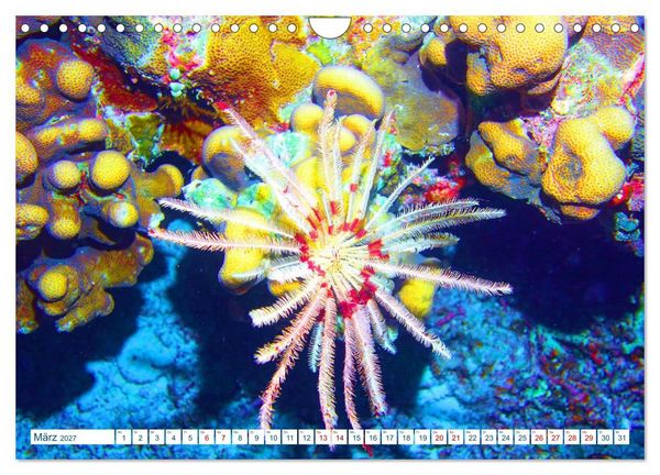 Produktbild: Geheimnisvolle Welt unter Wasser - Nachts am Riff (Wandkalender 2027 DIN A4 quer), CALVENDO Monatskalender