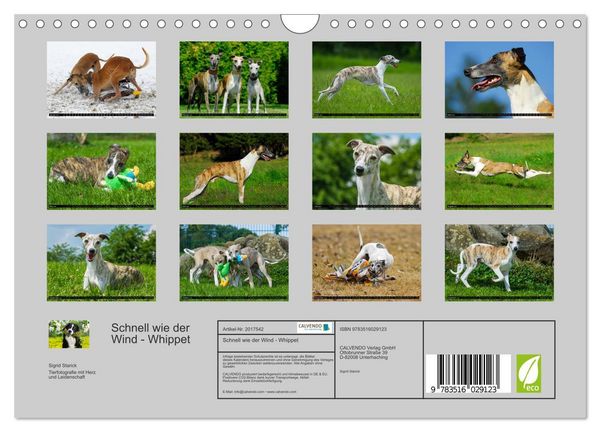 Produktbild: Schnell wie der Wind - Whippet (Wandkalender 2026 DIN A4 quer), CALVENDO Monatskalender