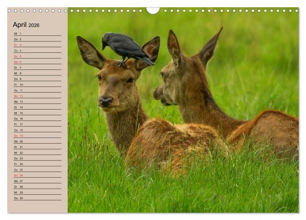 Produktbild: Rotwild. Edle Hirsche, stolze K&uuml;he (Wandkalender 2026 DIN A3 quer), CALVENDO Monatskalender