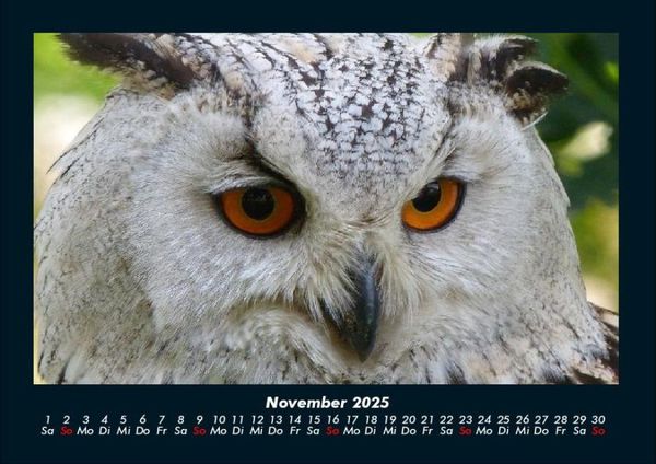 Produktbild: Vogelparadies 2025 Fotokalender DIN A4