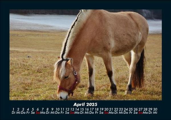 Produktbild: Pferdegefl&uuml;ster 2025 Fotokalender DIN A5