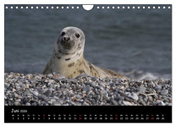 Produktbild: Kegelrobben und Seehunde (Wandkalender 2026 DIN A4 quer), CALVENDO Monatskalender