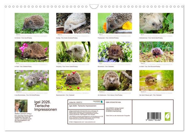 Produktbild: Igel 2026. Tierische Impressionen (Wandkalender 2026 DIN A3 quer), CALVENDO Monatskalender