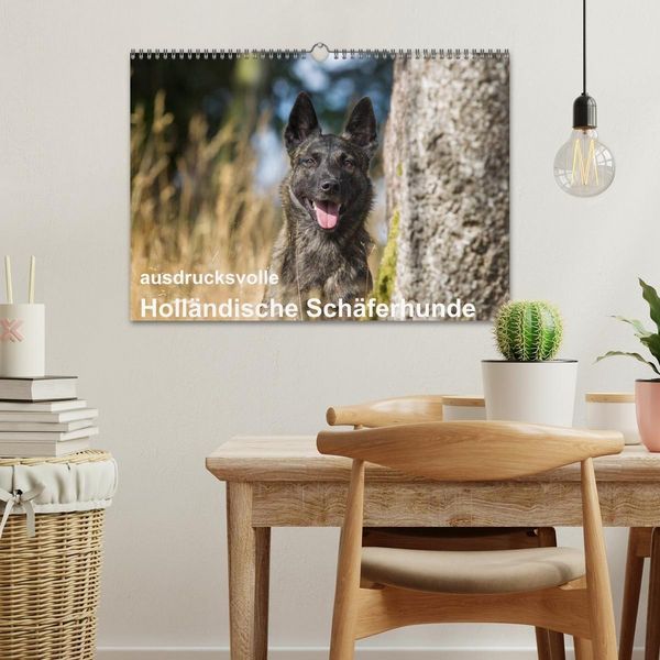 Produktbild: ausdrucksvolle Holl&auml;ndische Sch&auml;ferhunde (Wandkalender 2027 DIN A3 quer), CALVENDO Monatskalender