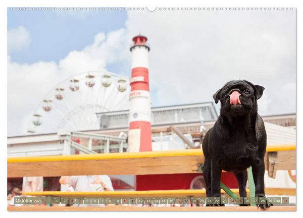Produktbild: Sylt - Insel der M&ouml;pse (hochwertiger Premium Wandkalender 2026 DIN A2 quer), Kunstdruck in Hochglanz