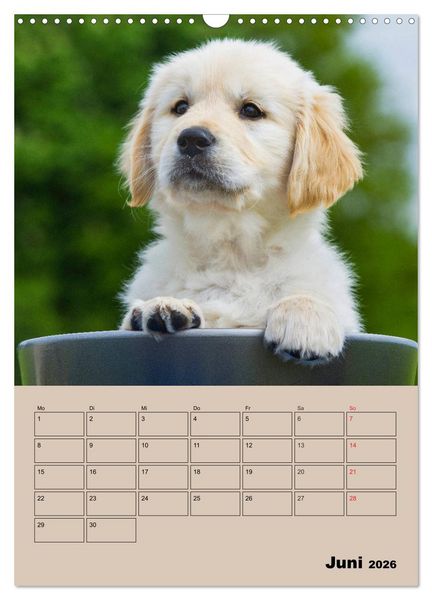 Produktbild: Jahresplaner Golden Retriever Welpen (Wandkalender 2026 DIN A3 hoch), CALVENDO Monatskalender