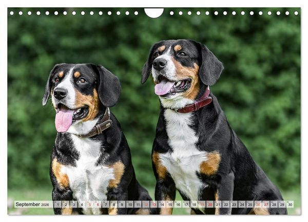Produktbild: Entlebucher - Temperamentvolle Schweizer Sennenhunde (Wandkalender 2026 DIN A4 quer), CALVENDO Monatskalender