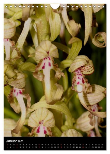 Produktbild: Wildwachsende Orchideen in Deutschland (Wandkalender 2026 DIN A4 hoch), CALVENDO Monatskalender