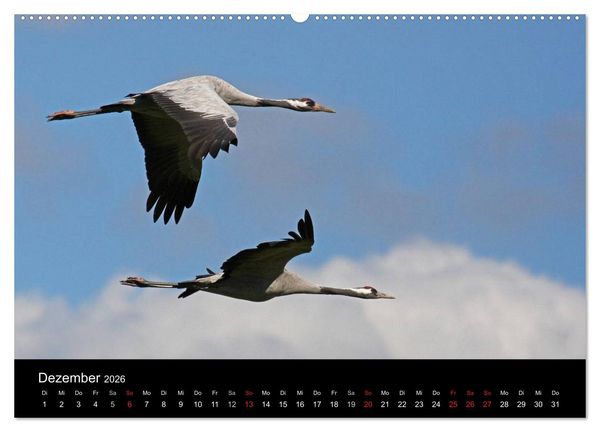 Produktbild: Kranich-Land Brandenburg (Wandkalender 2026 DIN A2 quer), CALVENDO Monatskalender