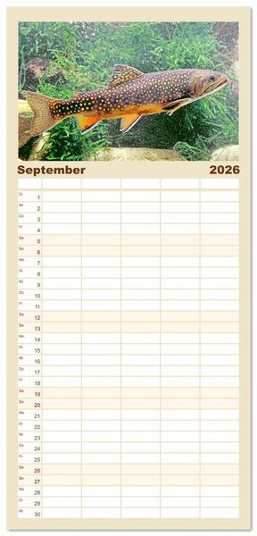 Produktbild: Familienplaner 2026 - Forelle, Hecht und St&ouml;r: Fische in europ&auml;ischen Gew&auml;ssern mit 5 Spalten (Wandkalender, 21 x 45 cm) CALVENDO