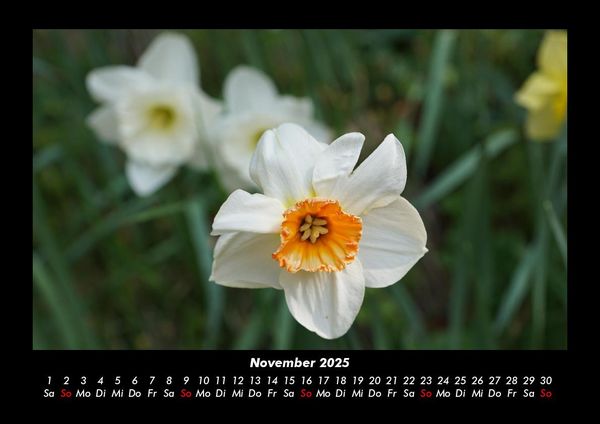 Produktbild: Blumentr&auml;ume 2025 Fotokalender DIN A3