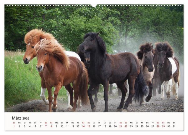Produktbild: Isl&auml;nder - icelandic horses (Wandkalender 2026 DIN A2 quer), CALVENDO Monatskalender