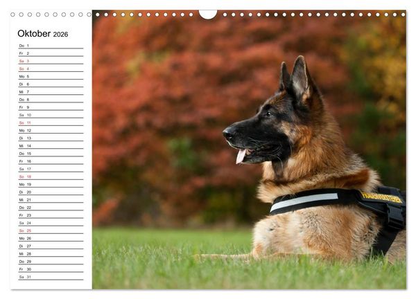 Produktbild: Deutsche Sch&auml;ferhunde - Liebenswerte Graunasen (Wandkalender 2026 DIN A3 quer), CALVENDO Monatskalender