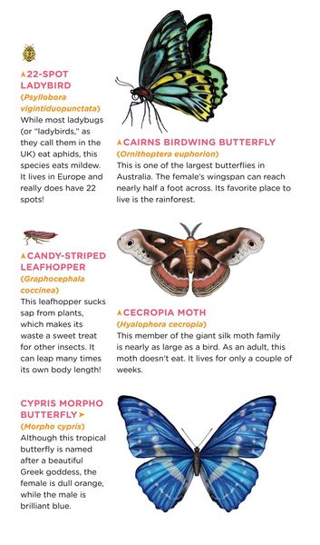 Produktbild: Fluttery, Friendly Tattoo Butterflies and Other Insects
