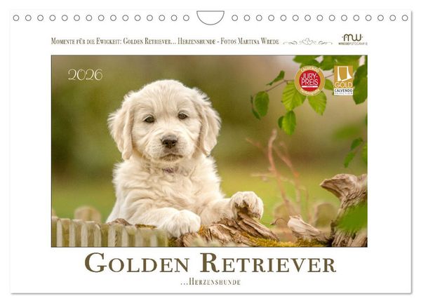 Produktbild: Golden Retriever... Herzenshunde (Wandkalender 2026 DIN A4 quer), CALVENDO Monatskalender