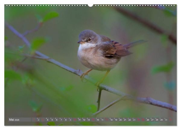 Produktbild: INNE BOTANIK - V&ouml;gel im Ruhrpott (hochwertiger Premium Wandkalender 2026 DIN A2 quer), Kunstdruck in Hochglanz