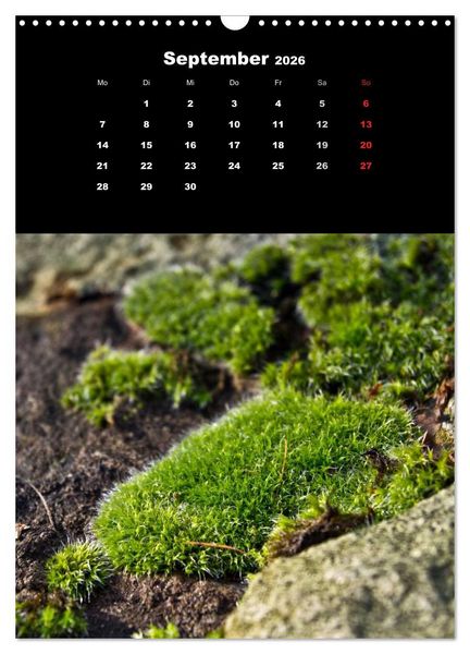 Produktbild: Die Welt der Moose. Ein Blick nach unten (Wandkalender 2026 DIN A3 hoch), CALVENDO Monatskalender
