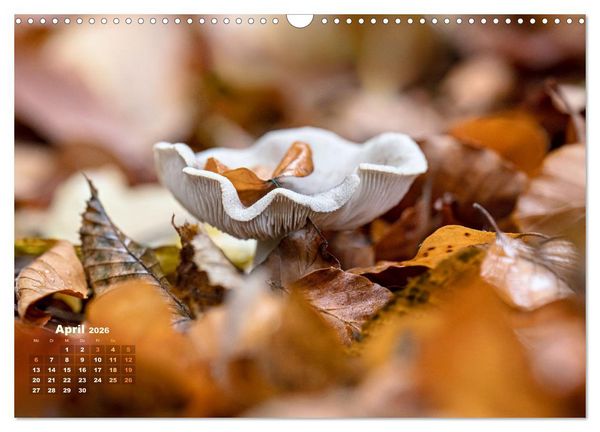 Produktbild: Fantastische Pilzwelten (Wandkalender 2026 DIN A3 quer), CALVENDO Monatskalender