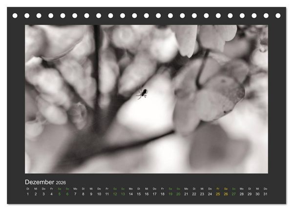 Produktbild: Pflanzen in Schwarz und Wei&szlig; (Tischkalender 2026 DIN A5 quer), CALVENDO Monatskalender