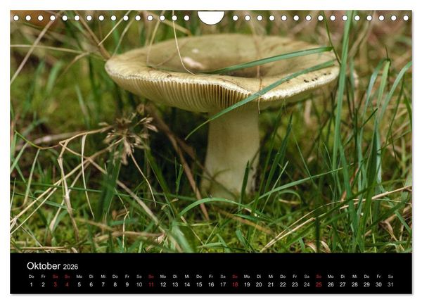 Produktbild: Pilze in Wald und Flur (Wandkalender 2026 DIN A4 quer), CALVENDO Monatskalender