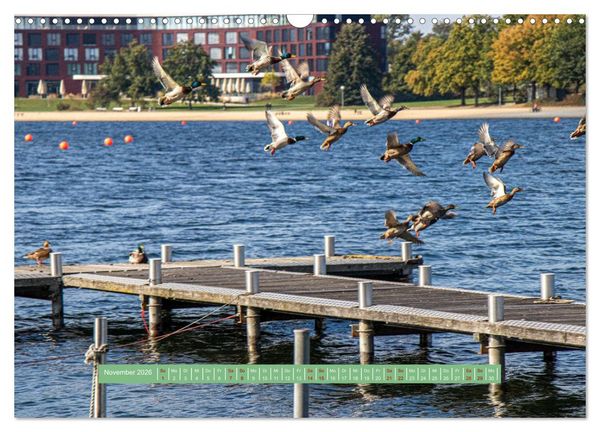 Produktbild: Wolfsburg - einfach tierisch (Wandkalender 2026 DIN A3 quer), CALVENDO Monatskalender
