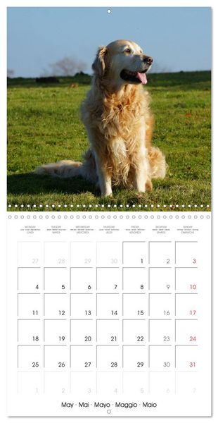 Produktbild: Happy Golden Retriever (Wall Calendar 2026 12 &times; 12 Inch) CALVENDO 12 Month Wall Calendar