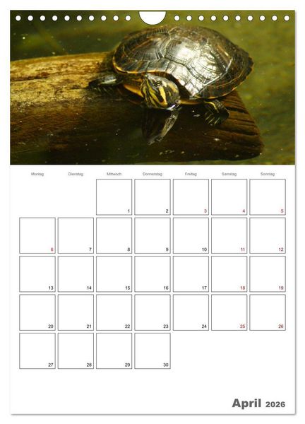 Produktbild: Langsame Schildkr&ouml;ten (Wandkalender 2026 DIN A4 hoch), CALVENDO Monatskalender