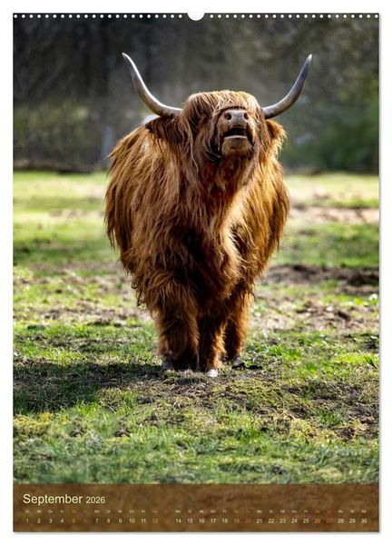 Produktbild: Das Hochlandrind im Fr&uuml;hjahr (Wandkalender 2026 DIN A2 hoch), CALVENDO Monatskalender