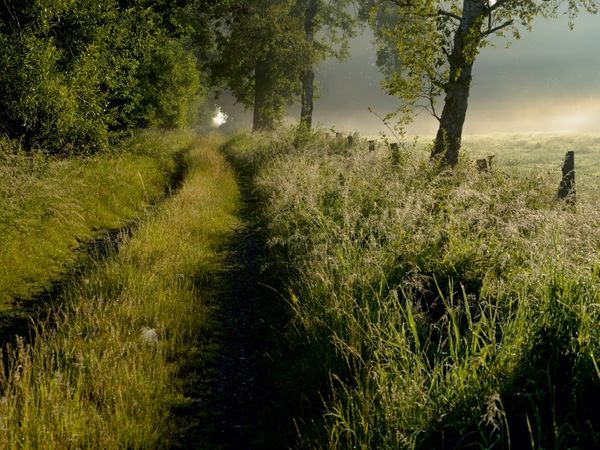 Produktbild: CALVENDO Puzzle Feldweg am fr&uuml;hen Morgen | 1000 Teile Lege-Gr&ouml;&szlig;e 64x48cm Foto-Puzzle f&uuml;r gl&uuml;ckliche Stunden
