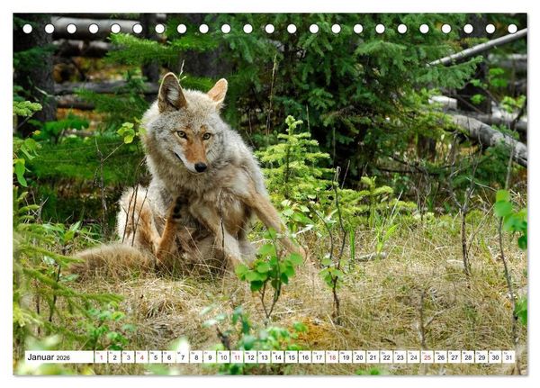 Produktbild: Tierwelt in den Canadian Rockies (Tischkalender 2026 DIN A5 quer), CALVENDO Monatskalender