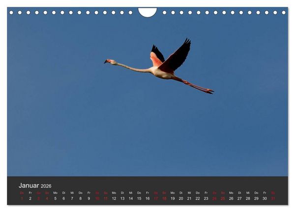 Produktbild: Pretty Flamingo (Wandkalender 2026 DIN A4 quer), CALVENDO Monatskalender